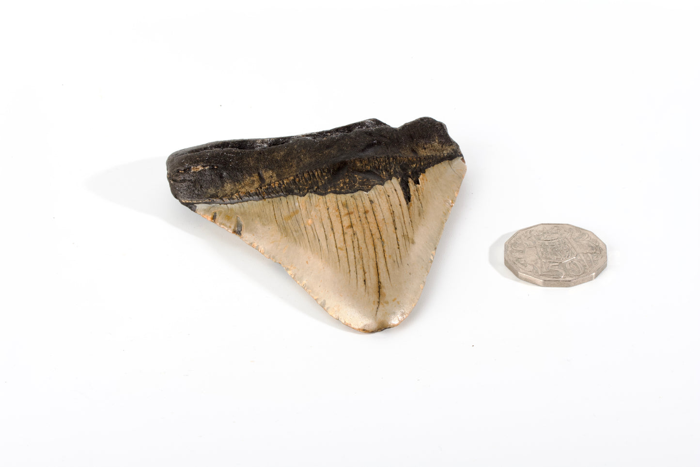 Megladon Tooth Specimen
