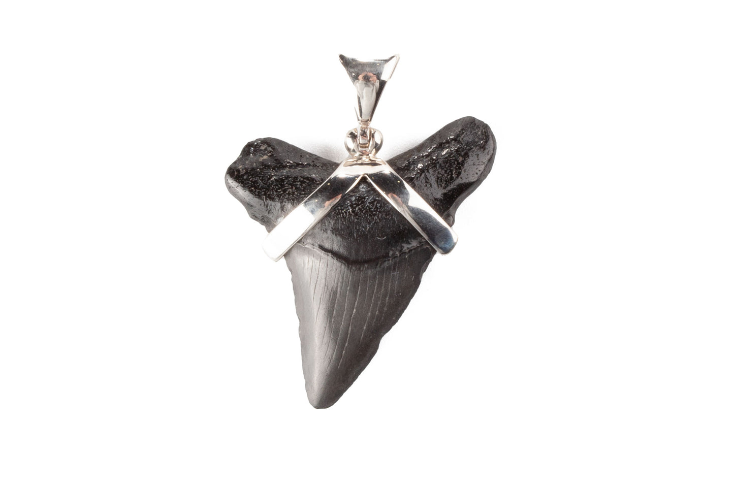 Fossil Shark Tooth Pendant