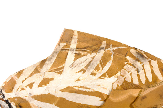 Talbragar Fish Bed Fossils