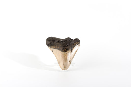 Megladon Tooth Specimen