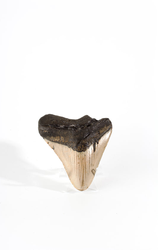 Megladon Tooth Specimen