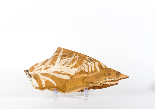 Talbragar Fish Bed Fossils