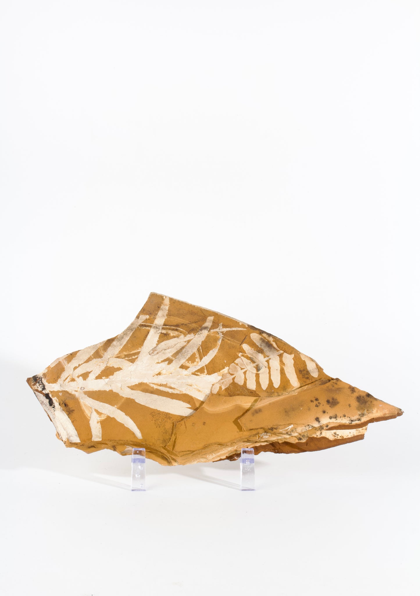 Talbragar Fish Bed Fossils